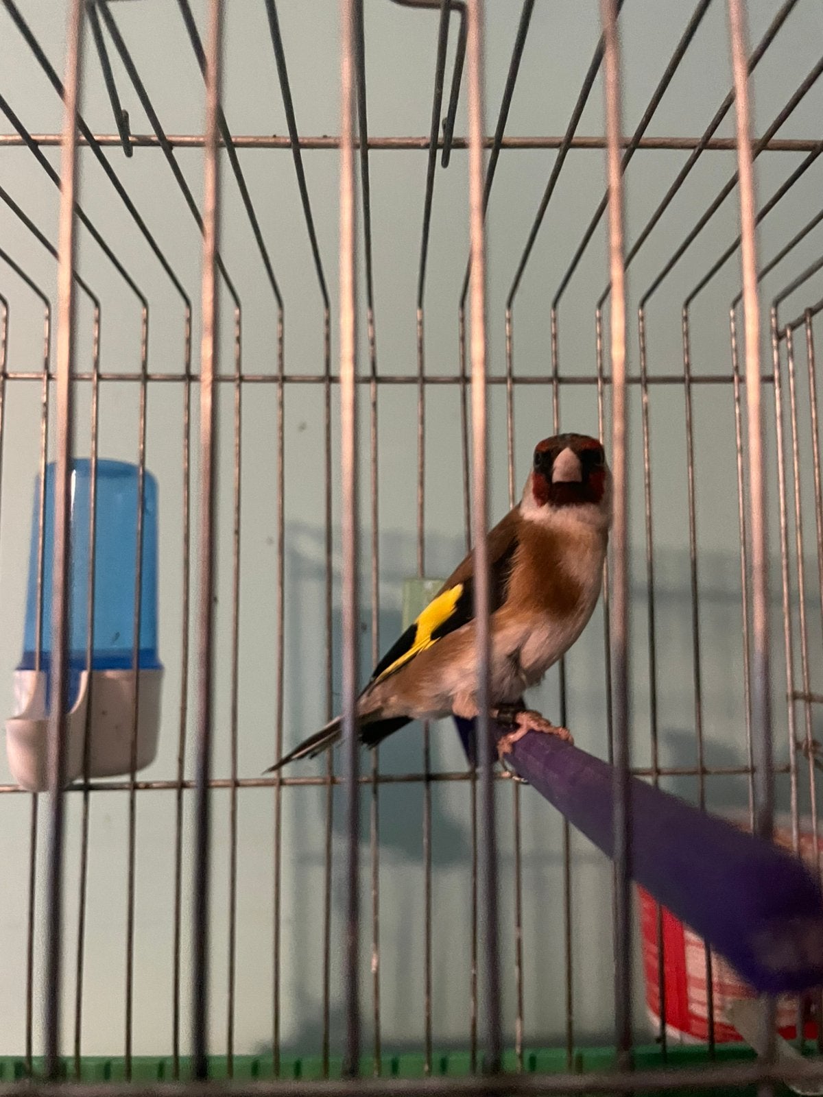 Beau mal chardonneret, Dieren en Toebehoren, Vogels | Toebehoren, Ophalen
