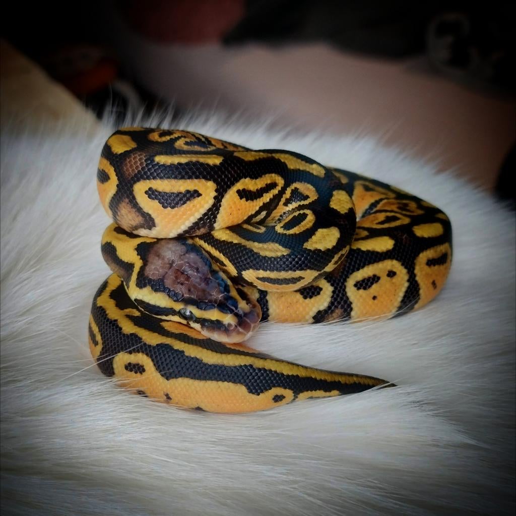 Python regius pastel 100% het clown vrouwtje, Dieren en Toebehoren, Reptielen en Amfibieën, Slang, 0 tot 2 jaar