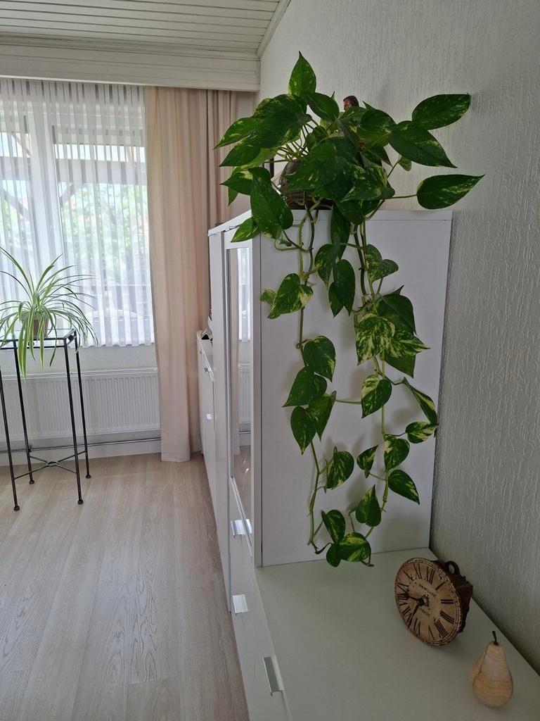 Kamerplanten, Immo