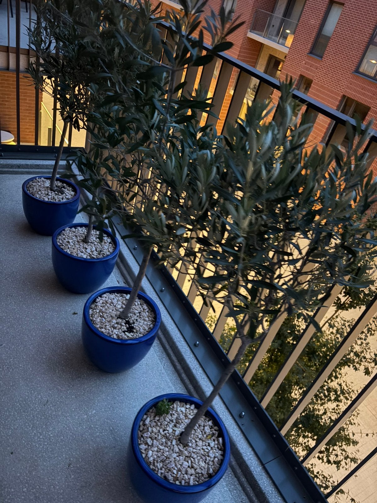 Olivier, Jardin & Terrasse, Enlèvement, Olivier