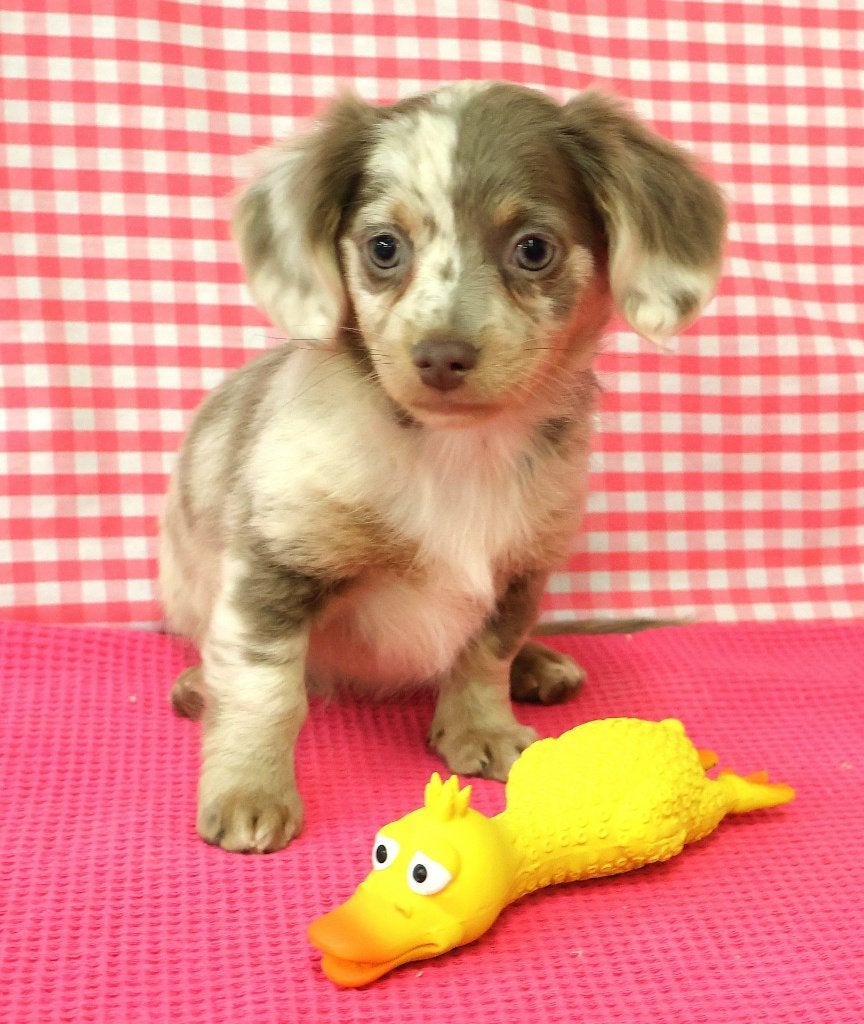 Super leuke Chiweenie ( Chihuahua -Teckel) pups!!!, Dieren en Toebehoren, 15 weken tot 1 jaar, Overige rassen, Buitenland, CDV (hondenziekte)