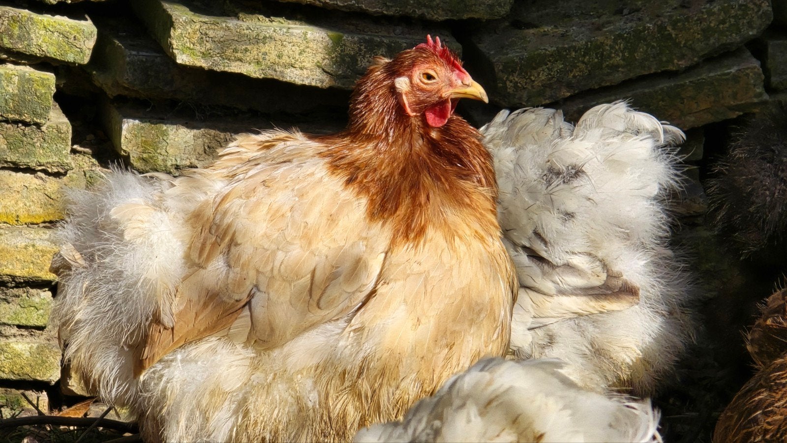 Cochin haan/hen – verschillende kleuren – €25, Kip