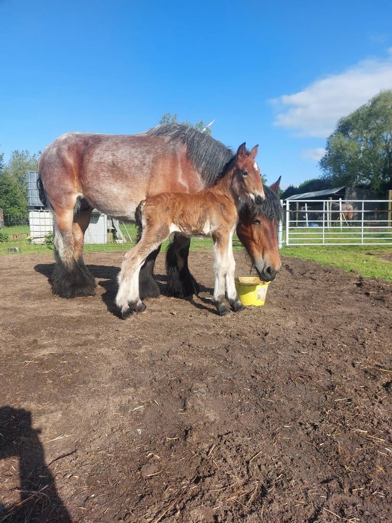 Beau poulain de trait à vendre