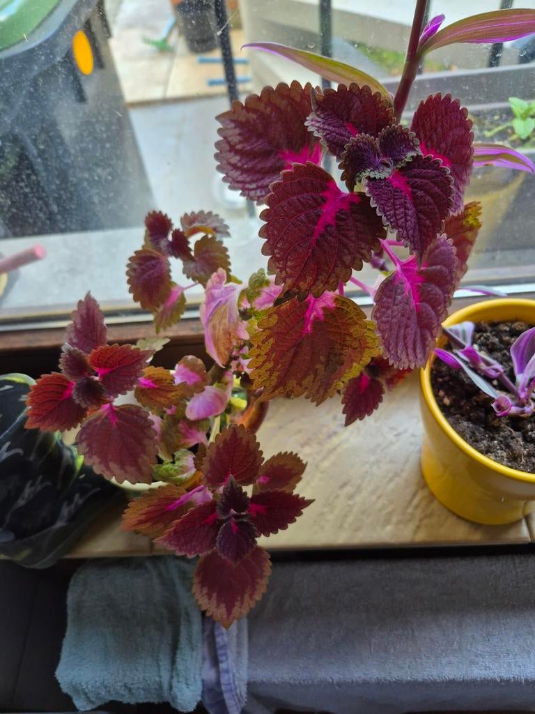 Coleus, Enlèvement