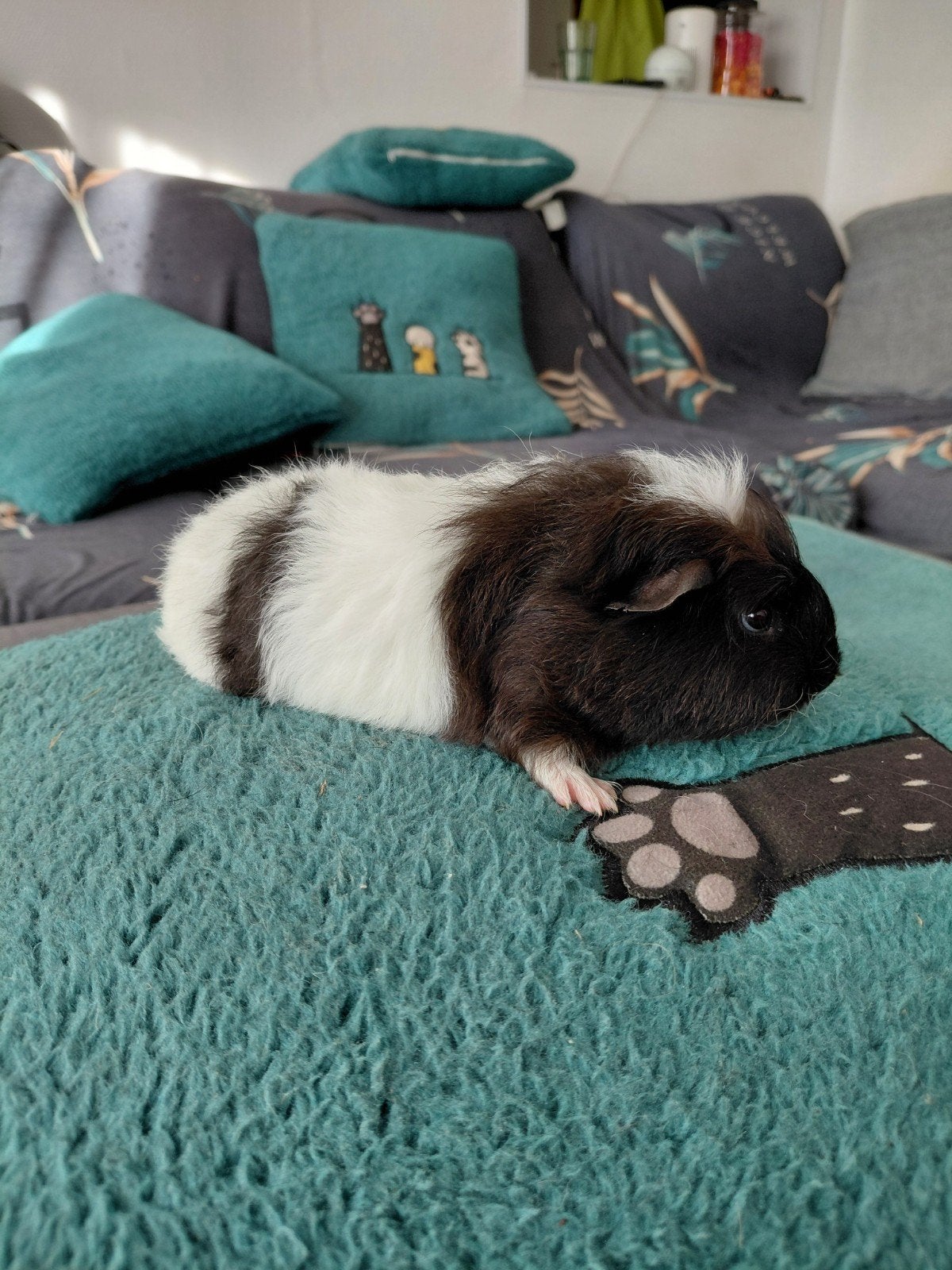 Cavia, cobaye  femelle Ch teddy, Animaux & Accessoires, Domestique, Septembre, Cobaye, Femelle
