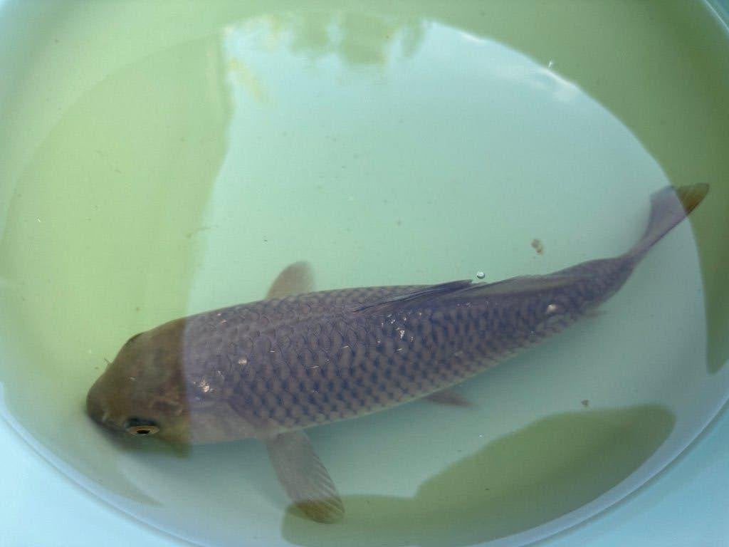 Koi: Chagoi van 21cm, Dieren en Toebehoren, Vissen | Vijvervissen, Karper of Koi