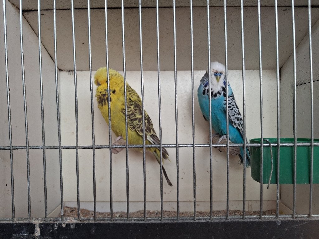 Koppel engelse grasparkieten, Dieren en Toebehoren, Meerdere dieren, Parkiet, Geringd