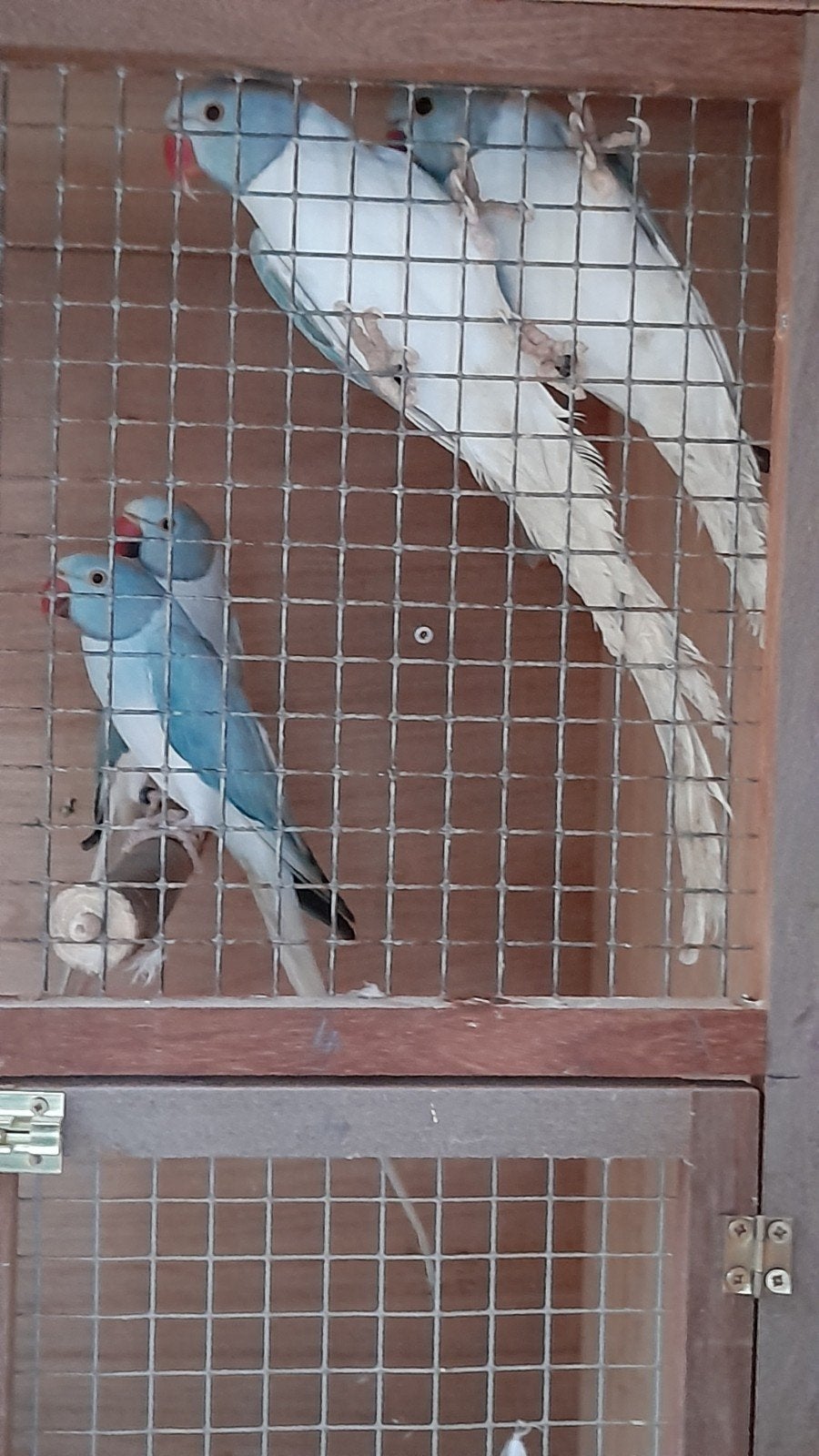 Halsband parkiet opaline wkwst, Dieren en Toebehoren, Parkiet, Geringd