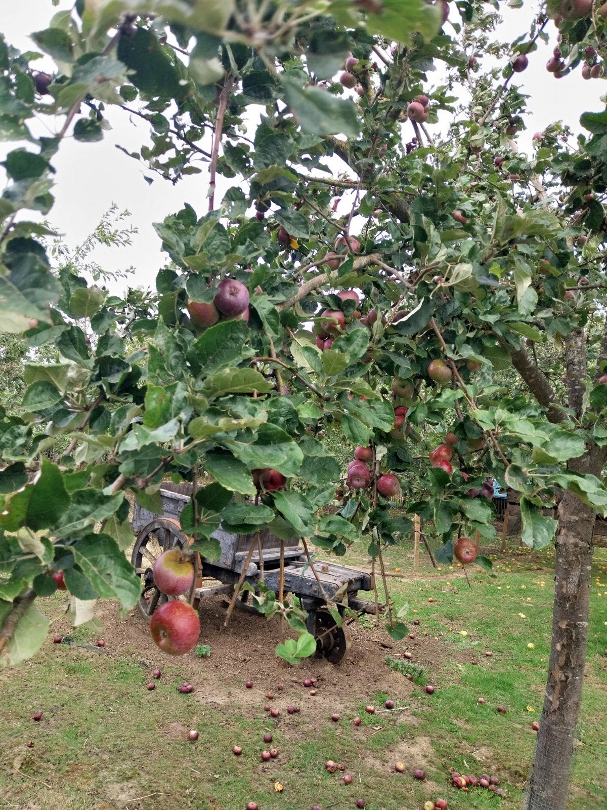 zelf appels plukken, Ophalen