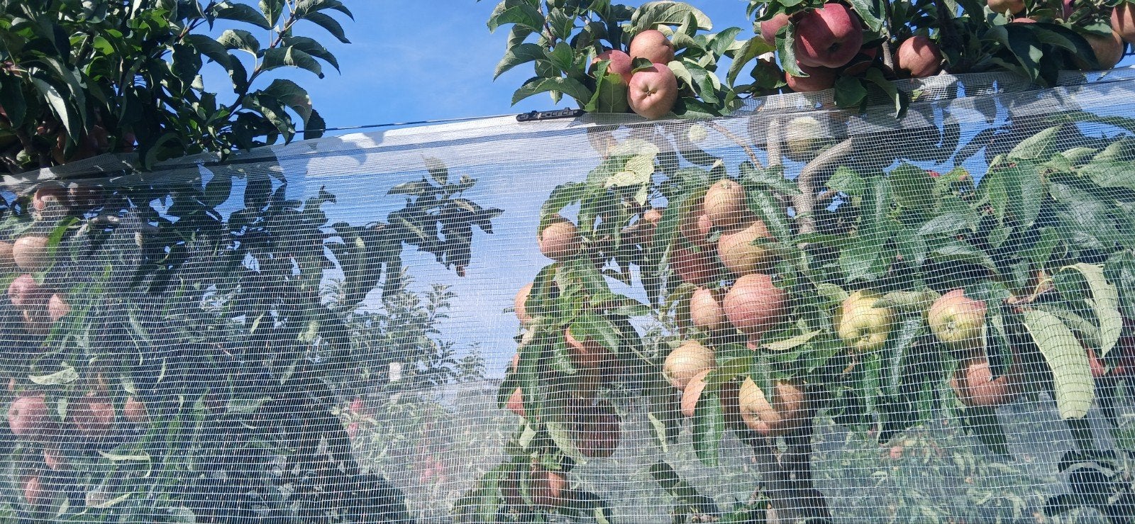 Te koop Whailex hagelnetten/ overkappingen, Ophalen