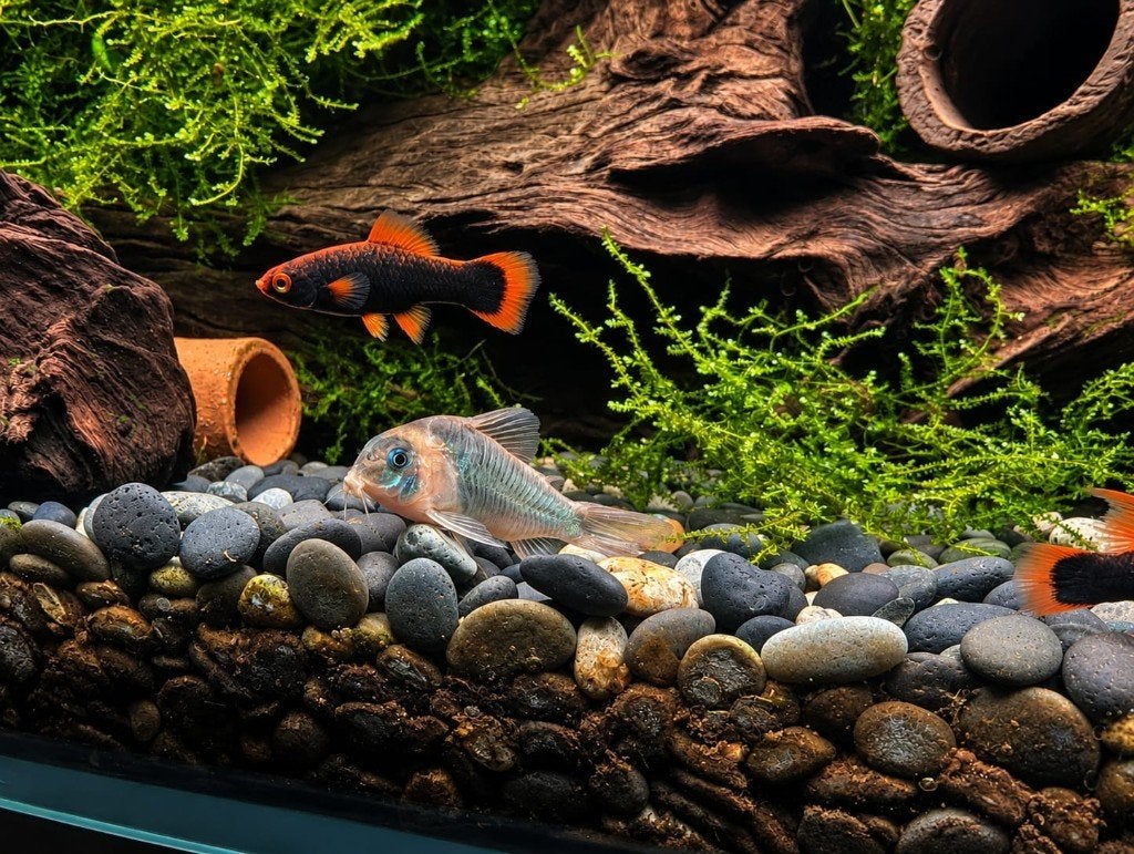 JAVA MOSS _ VESICULARIA DUBYANA, Dieren en Toebehoren, Ophalen, Nieuw, Plant(en), Steen of Hout, Overige merken