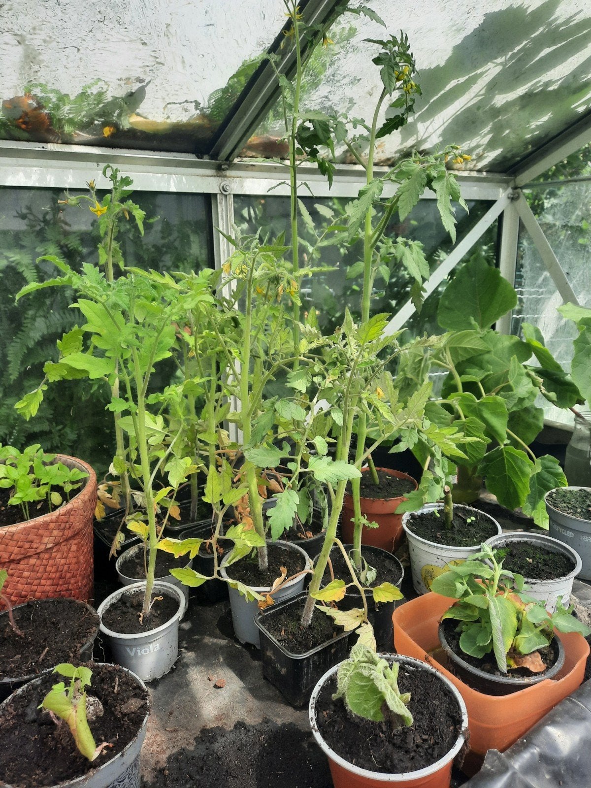 Plantez des tomates, des courgettes, des courges et des poiv, Enlèvement