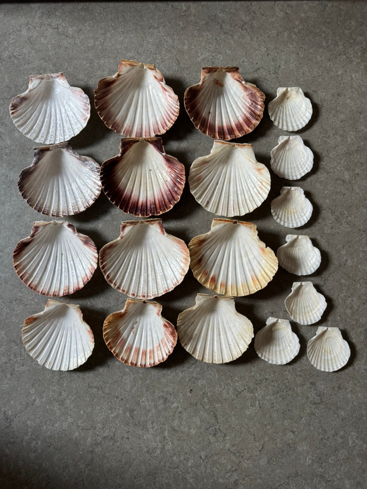 19 Sint jacobschelpen, Ophalen of Verzenden