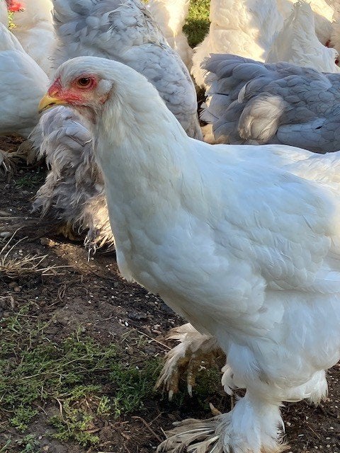 witte en blauwe groothoen brahma's, Dieren en Toebehoren, Pluimvee, Meerdere dieren, Kip