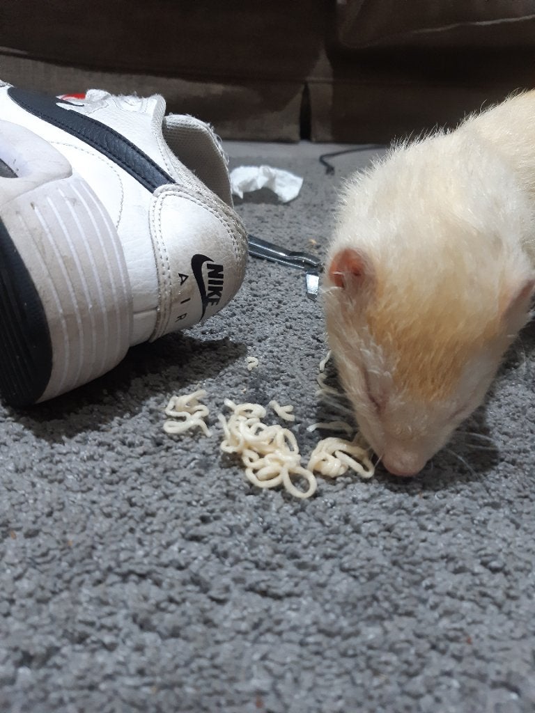 Fret, Animaux & Accessoires, Janvier, Mâle, Furet