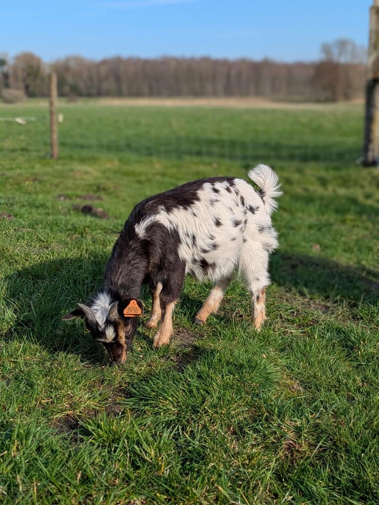 Geiten te koop, Plusieurs animaux, Chèvre, 0 à 2 ans