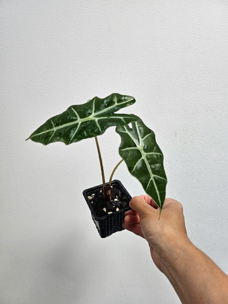 Alocasia Polly #5, Maison & Meubles, Plantes d'intérieur, Autres espèces, Moins de 100 cm, Plante verte, Ombre partielle, En pot