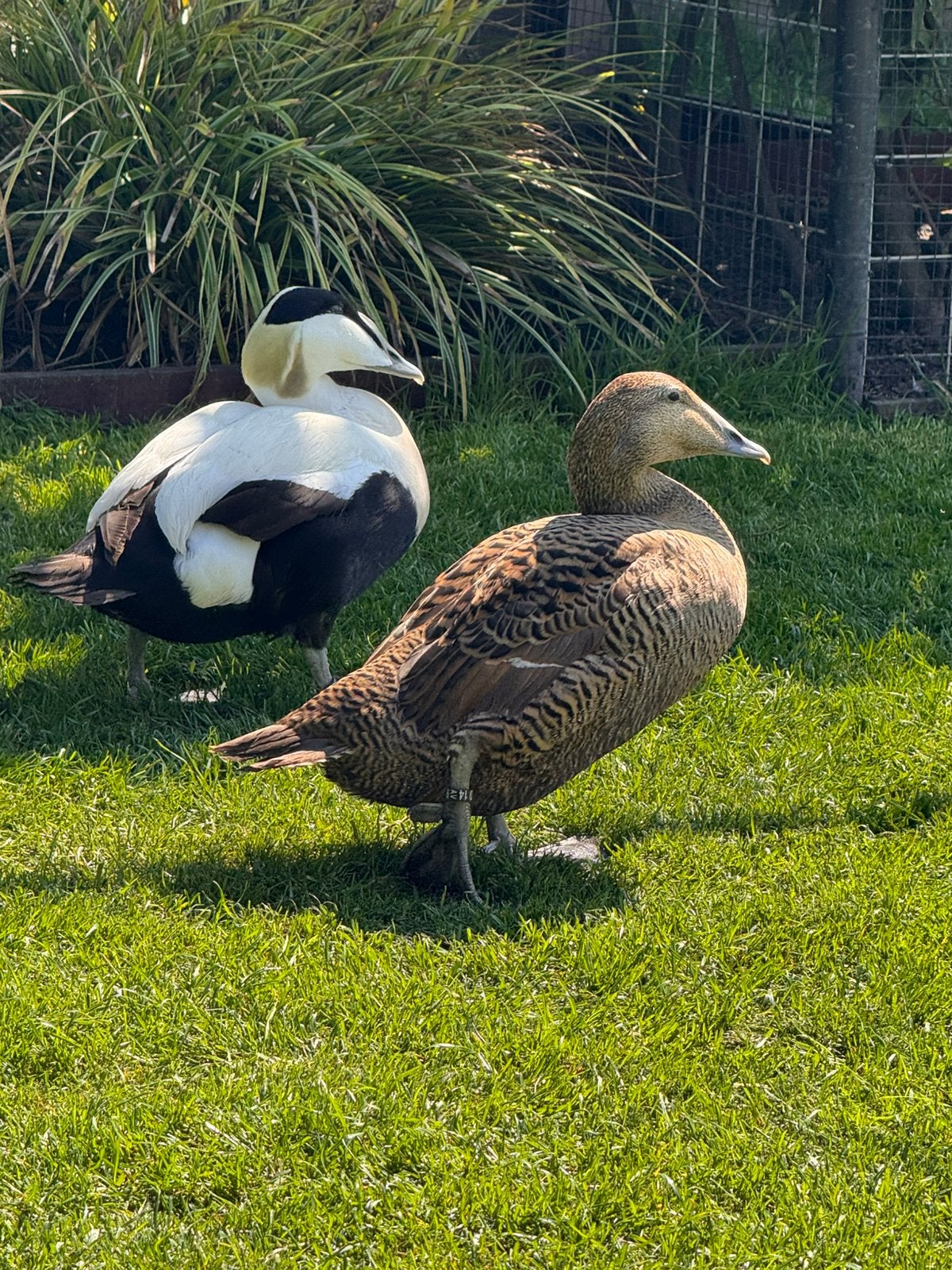 Koppels Eidereenden te koop van 2026 (€400), Plusieurs animaux, Canard
