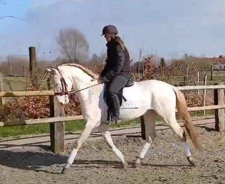 recherche demi pension pour Lusitanien, Accessoires, 1 cheval ou poney