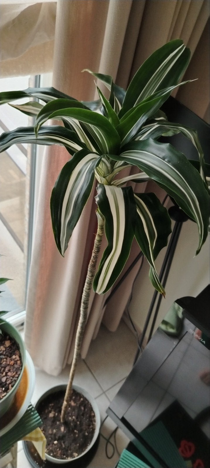 Dracaena fragrans * 8 jaar oud - Kamerplant., Huis en Inrichting, Kamerplanten, Ophalen, Palm, Halfschaduw, 100 tot 150 cm