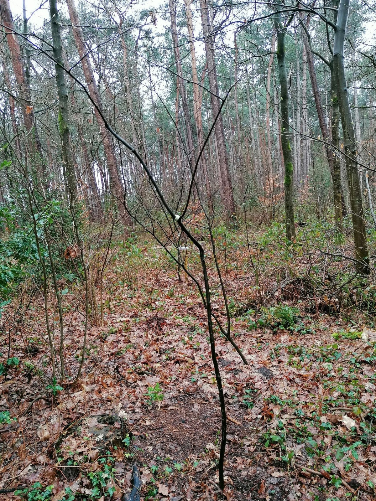 Amelanchier lamarckii (Amerikaanse krentenboompje), Enlèvement ou Envoi