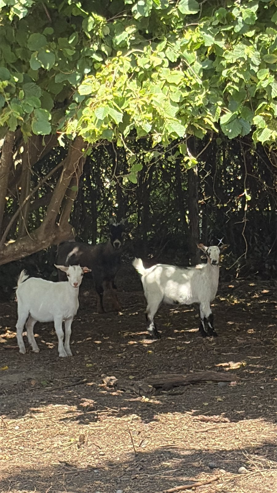 2 miekes & 1 bokje te koop, Dieren en Toebehoren, Schapen, Geiten en Varkens, Geit, 0 tot 2 jaar