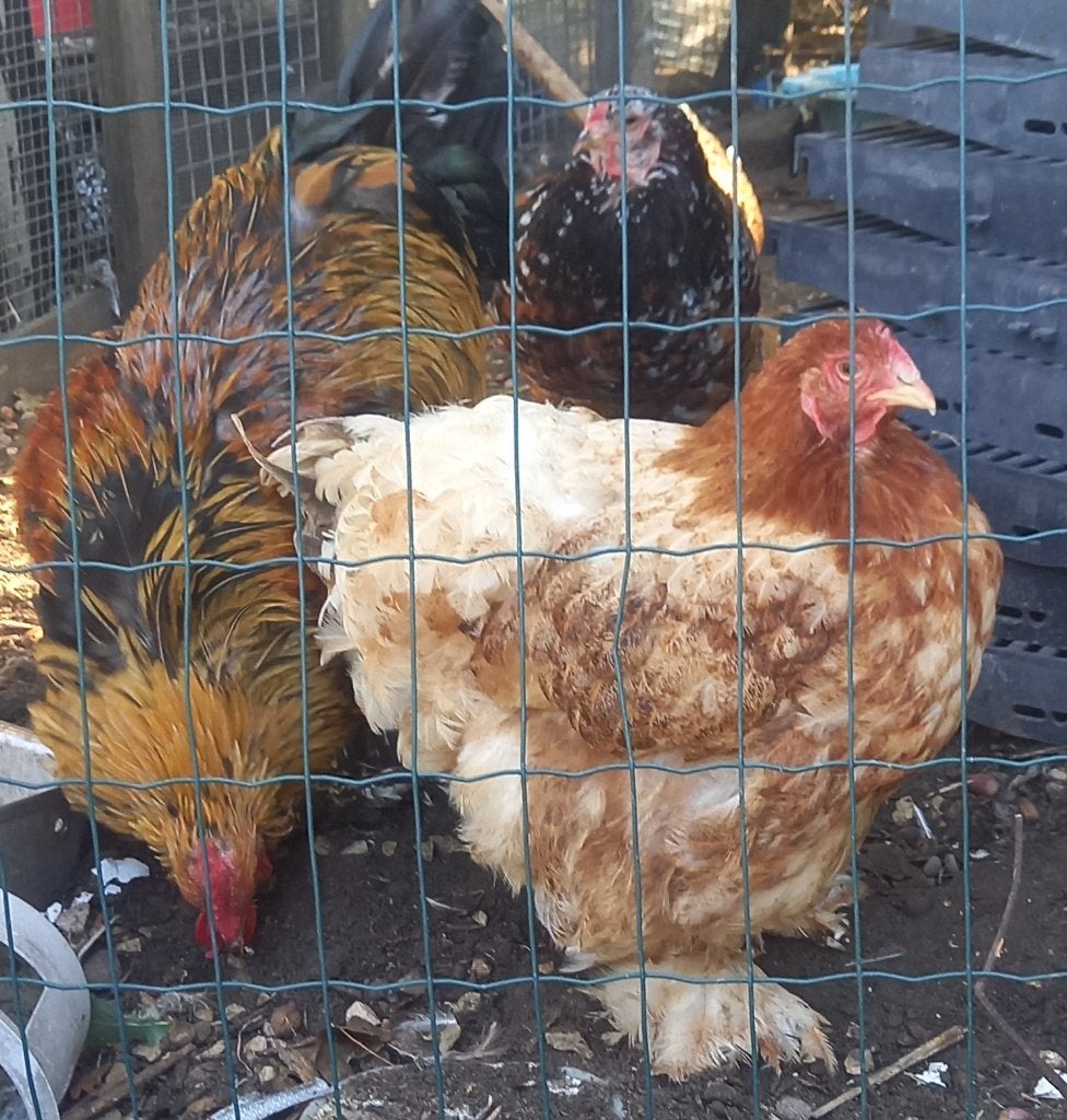 Koppel Groothoen Cochin, Goudpatrijs / bruin, Dieren en Toebehoren, Meerdere dieren, Kip