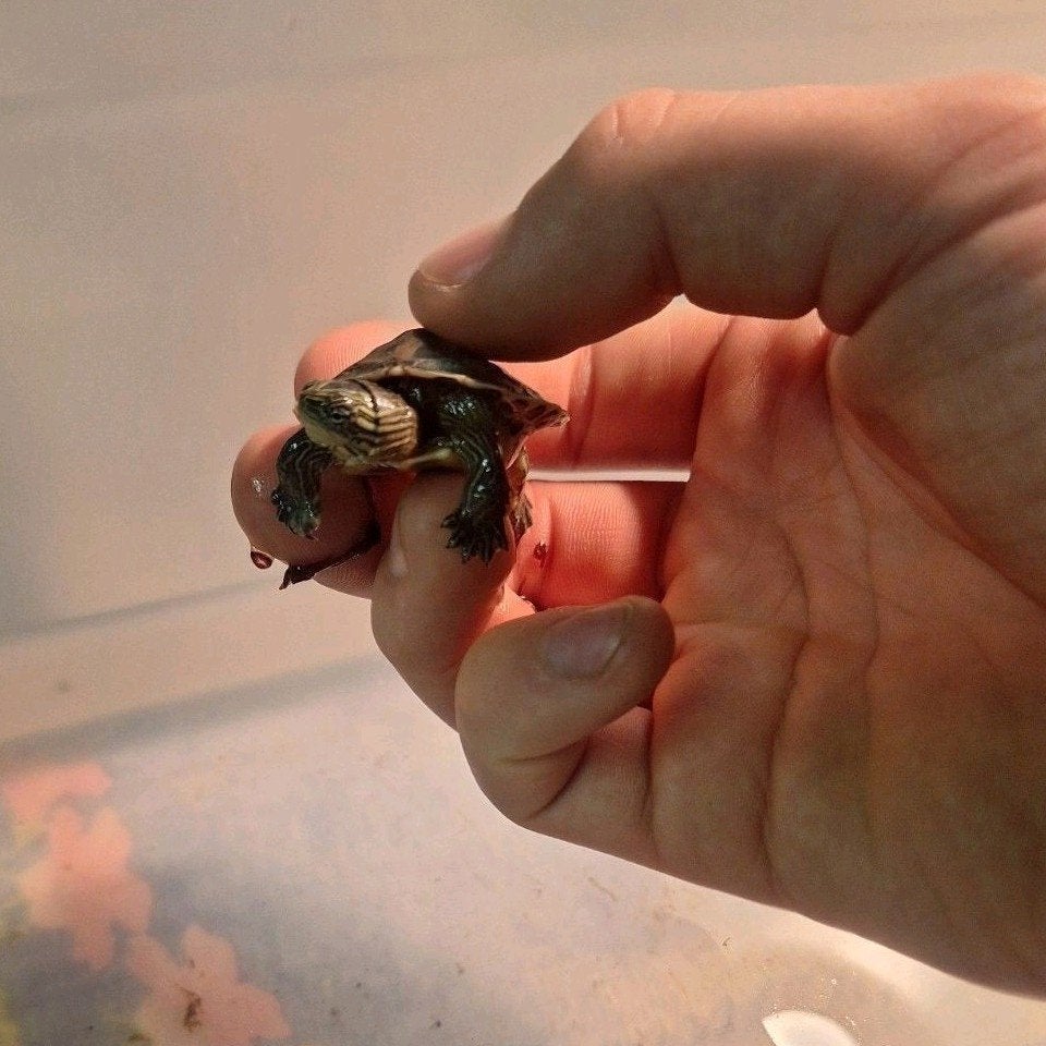 Baby waterschildpadjes