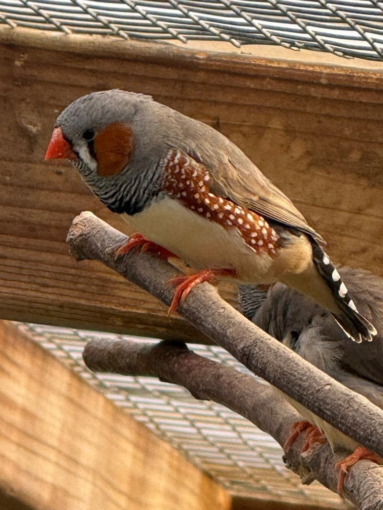 Zebravinken van 2026, Dieren en Toebehoren, Meerdere dieren, Tropenvogel, Geringd