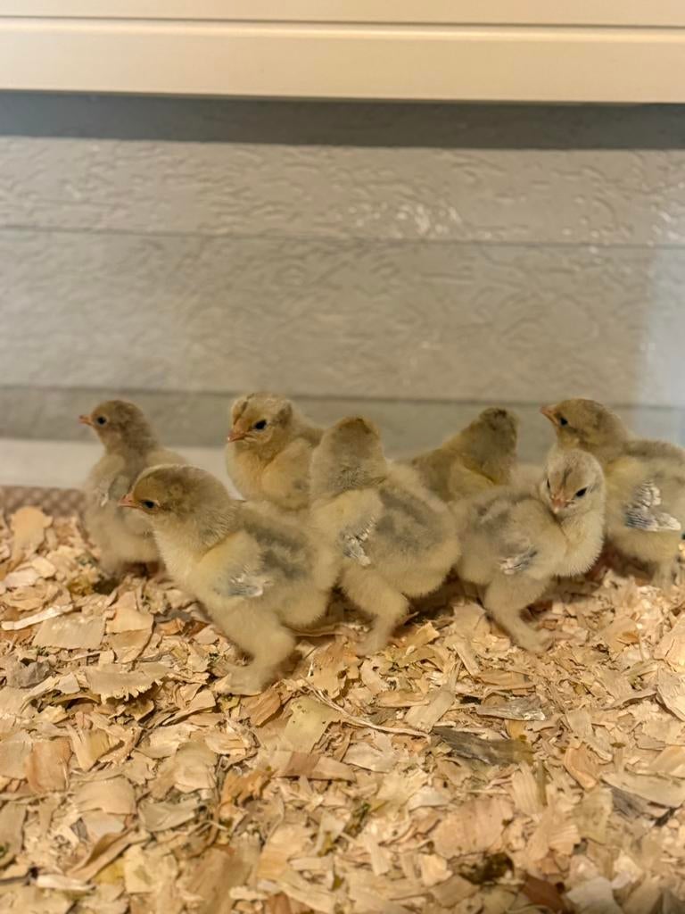 Brahma groothoender isabel parelgrijs patrijs hennen kuikens, Femelle, Poule ou poulet