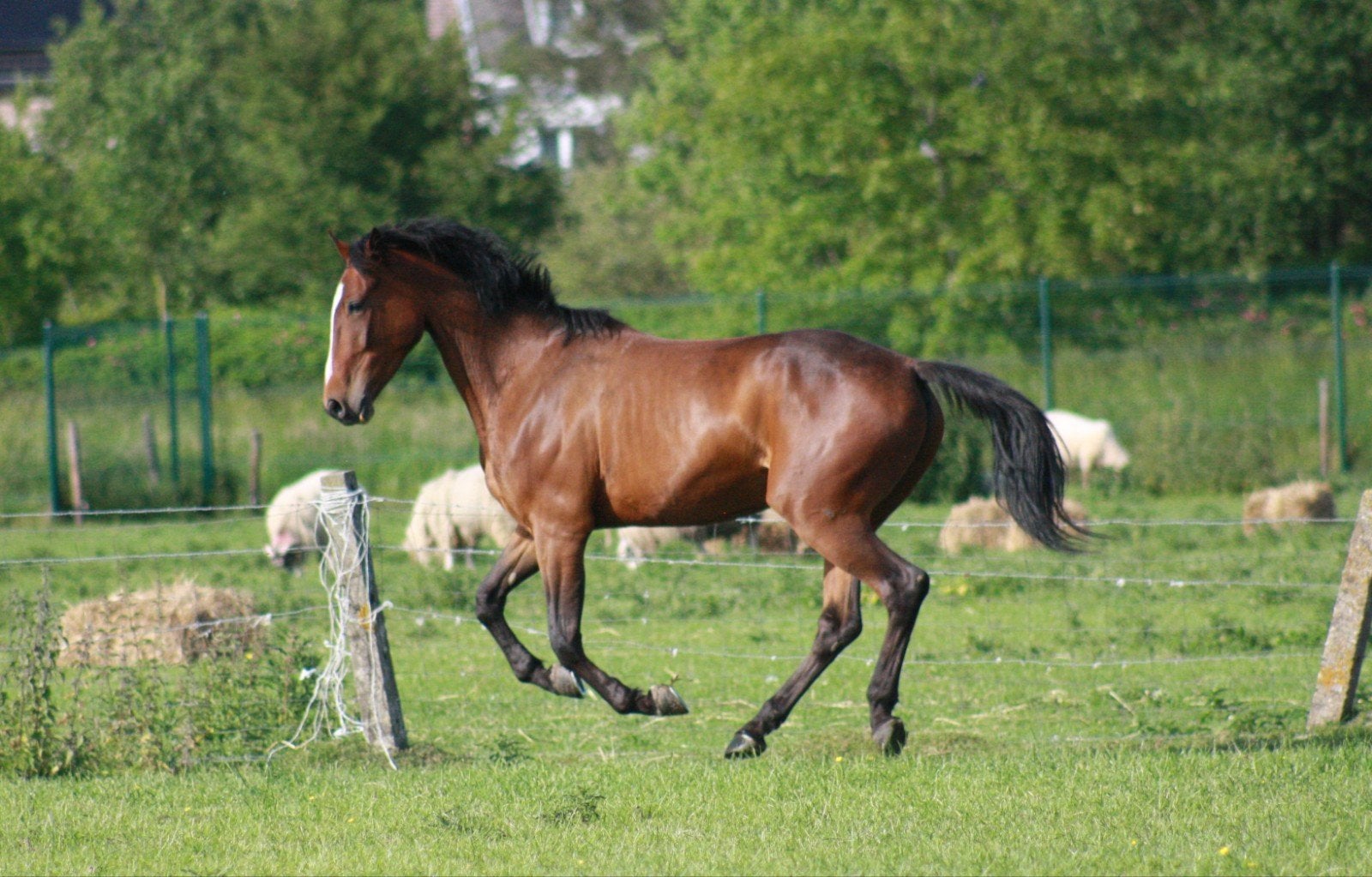 Super lieve 5 jarige ruin, Animaux & Accessoires, Débourré, 160 à 165 cm, Cheval de récréation, 3 à 6 ans