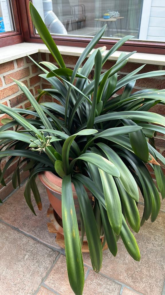 2 clivia’s, Huis en Inrichting, Kamerplanten, Bloeiende kamerplant, Ophalen