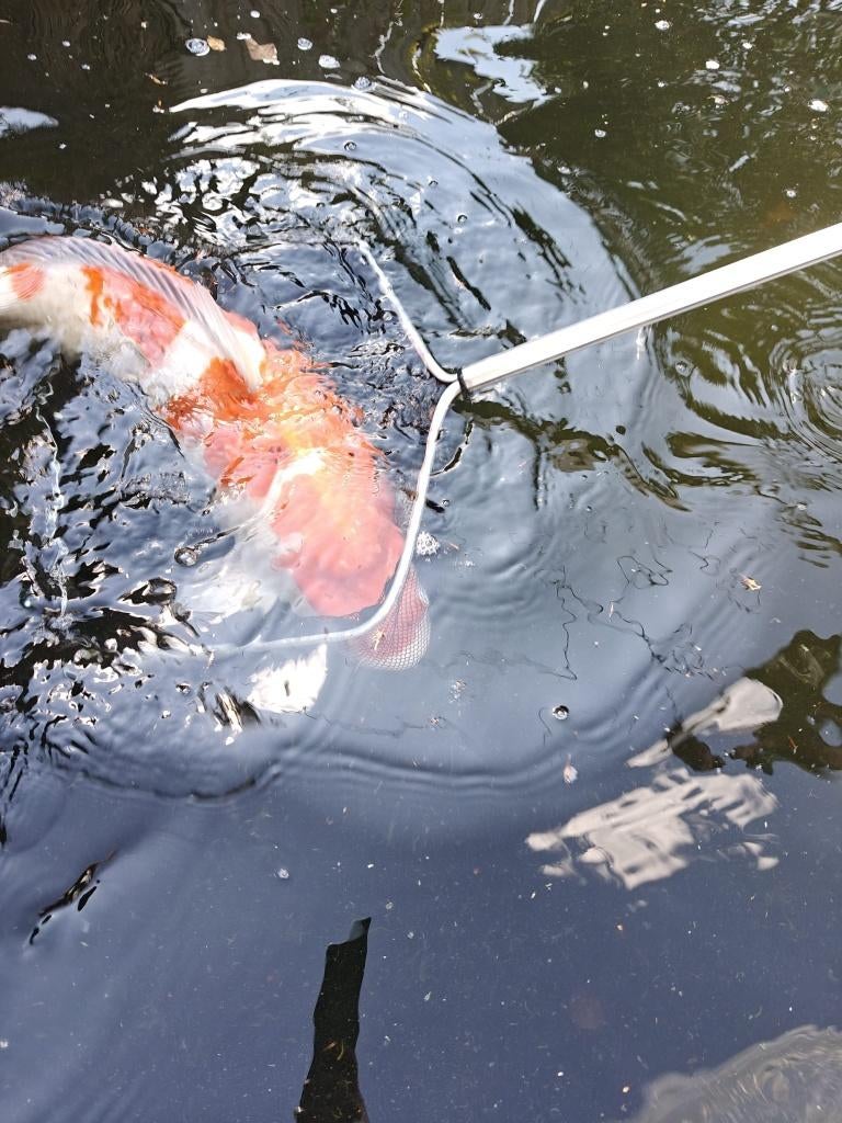 Koi 80cm+, Animaux & Accessoires, Poissons | Poissons d'étang, Carpe ou Koï