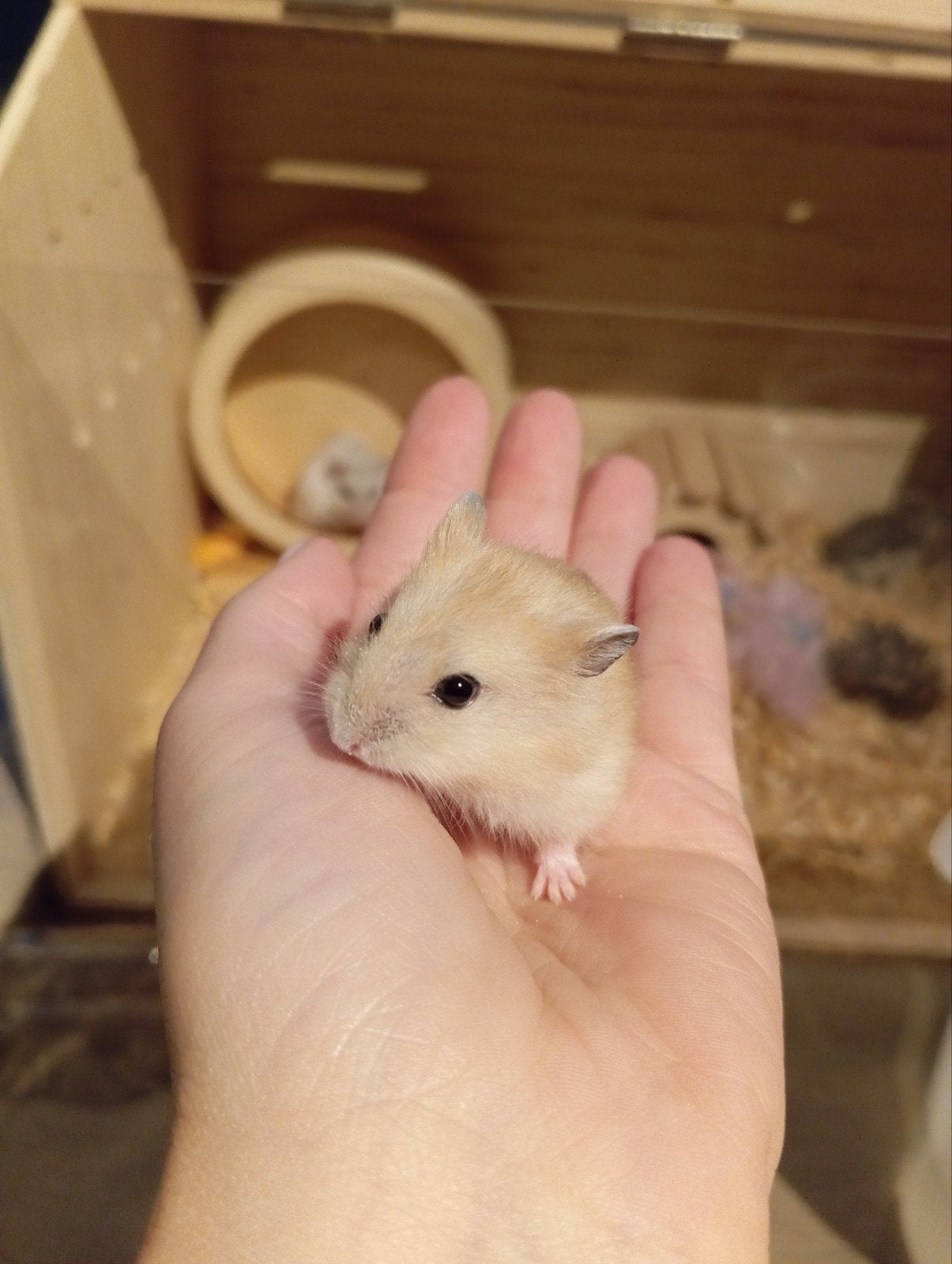 rusische dwerghamster, Augustus, Meerdere dieren, Hamster