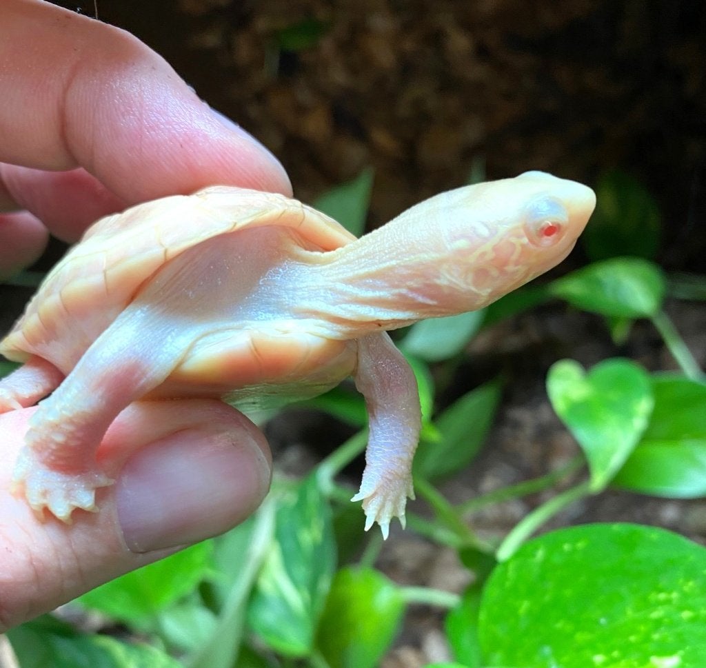 Mauremys reevesii ALBINO, Animaux & Accessoires