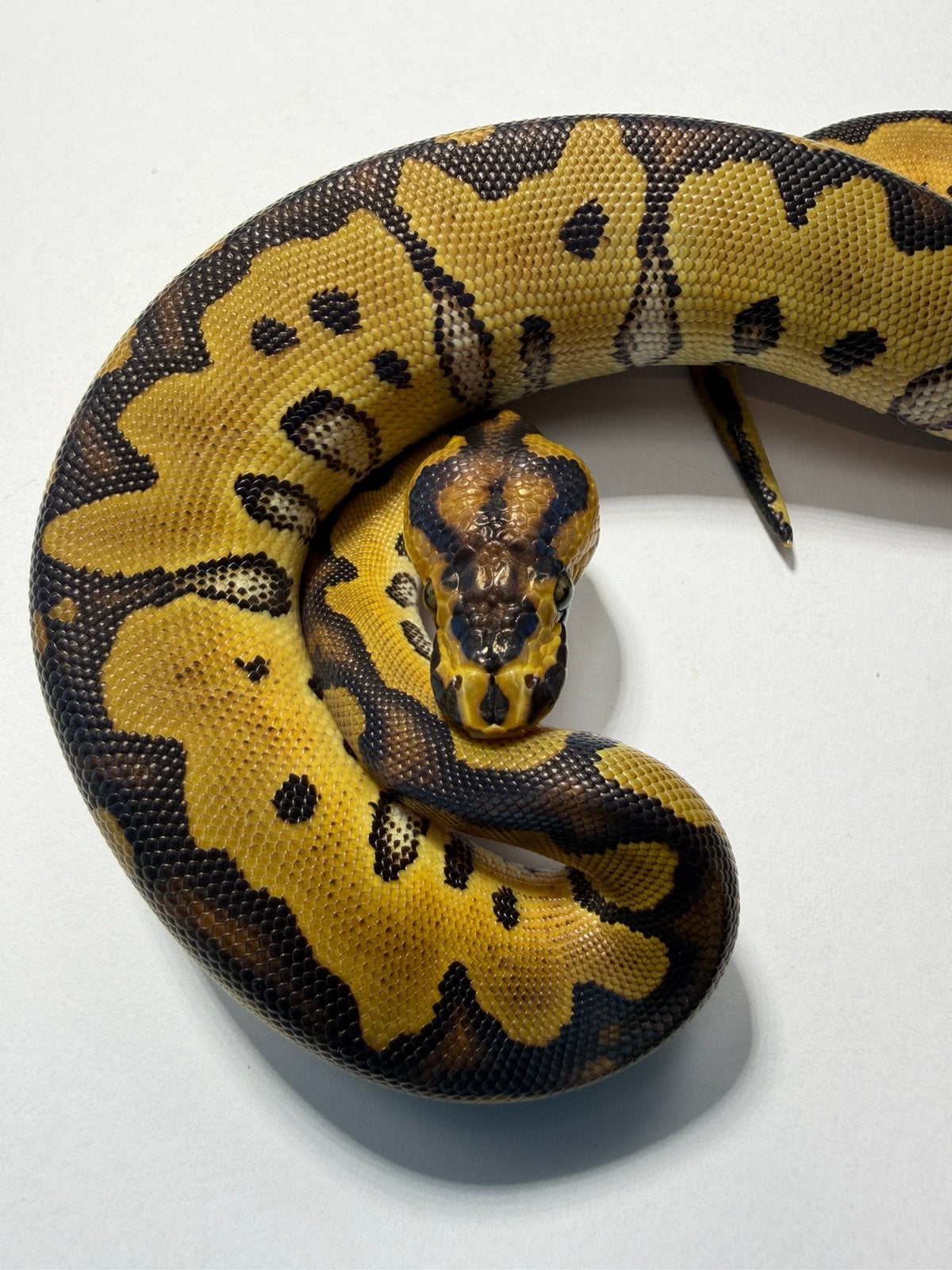 Clown 66% het albino nr3, Dieren en Toebehoren
