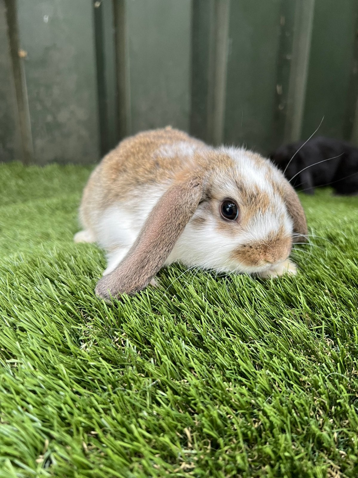 Mooie dwerg hangoortjes, Dieren en Toebehoren, Dwerg
