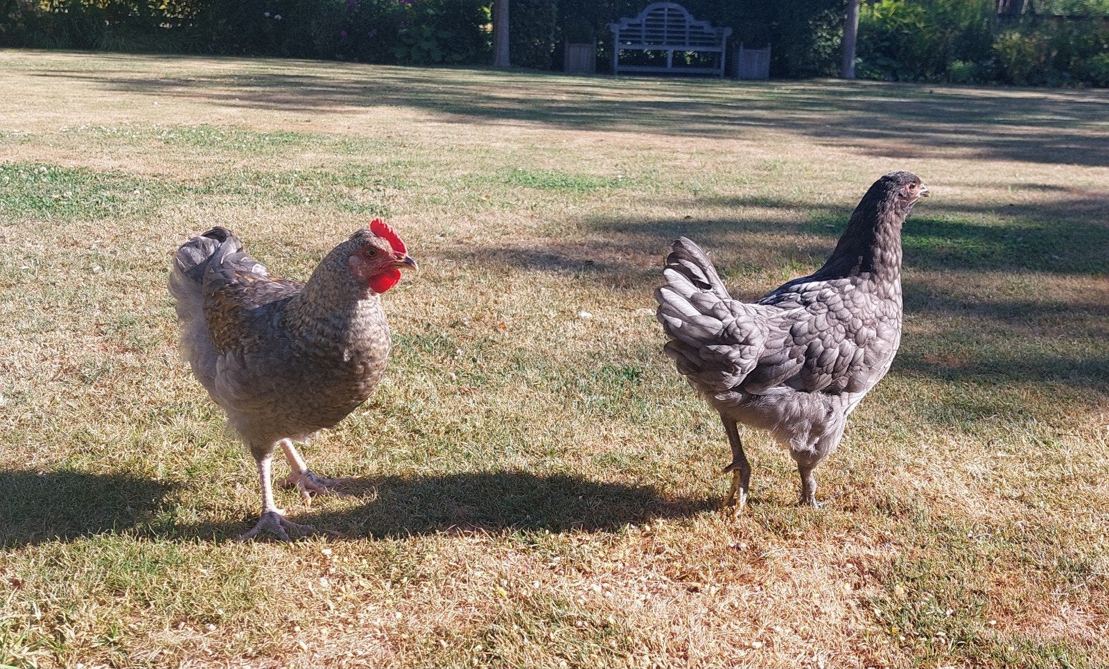 hen en haantje, Dieren en Toebehoren