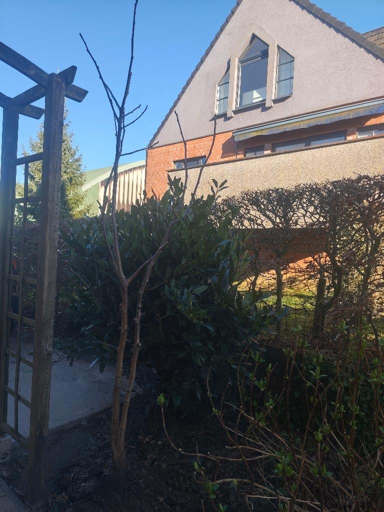 Noyer ( arbre ), 100 à 250 cm, Plein soleil, Autres espèces, Enlèvement
