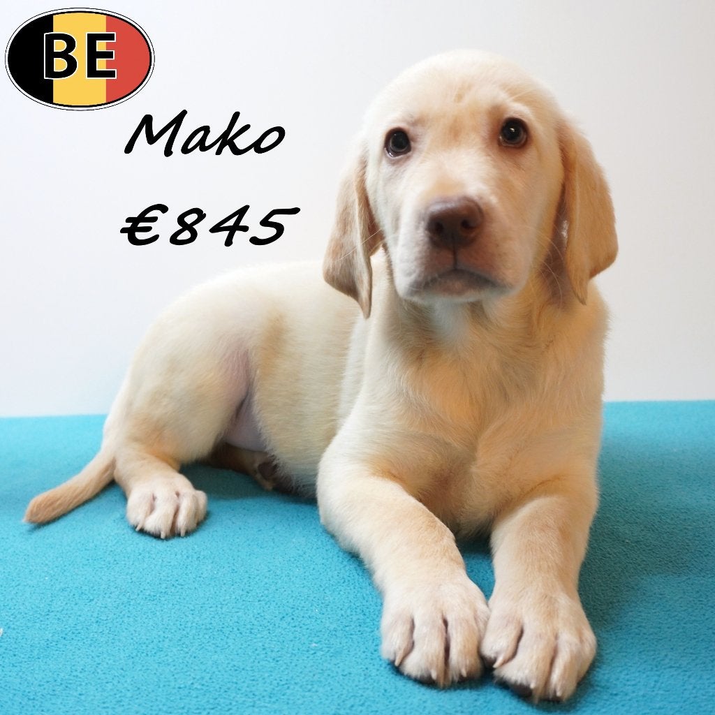 Mako, Labrador Retriever - à vendre (chiot belge), 15 semaines à 1 an, Commerçant, Chien (mâle), Maladie de Carré (chiens)