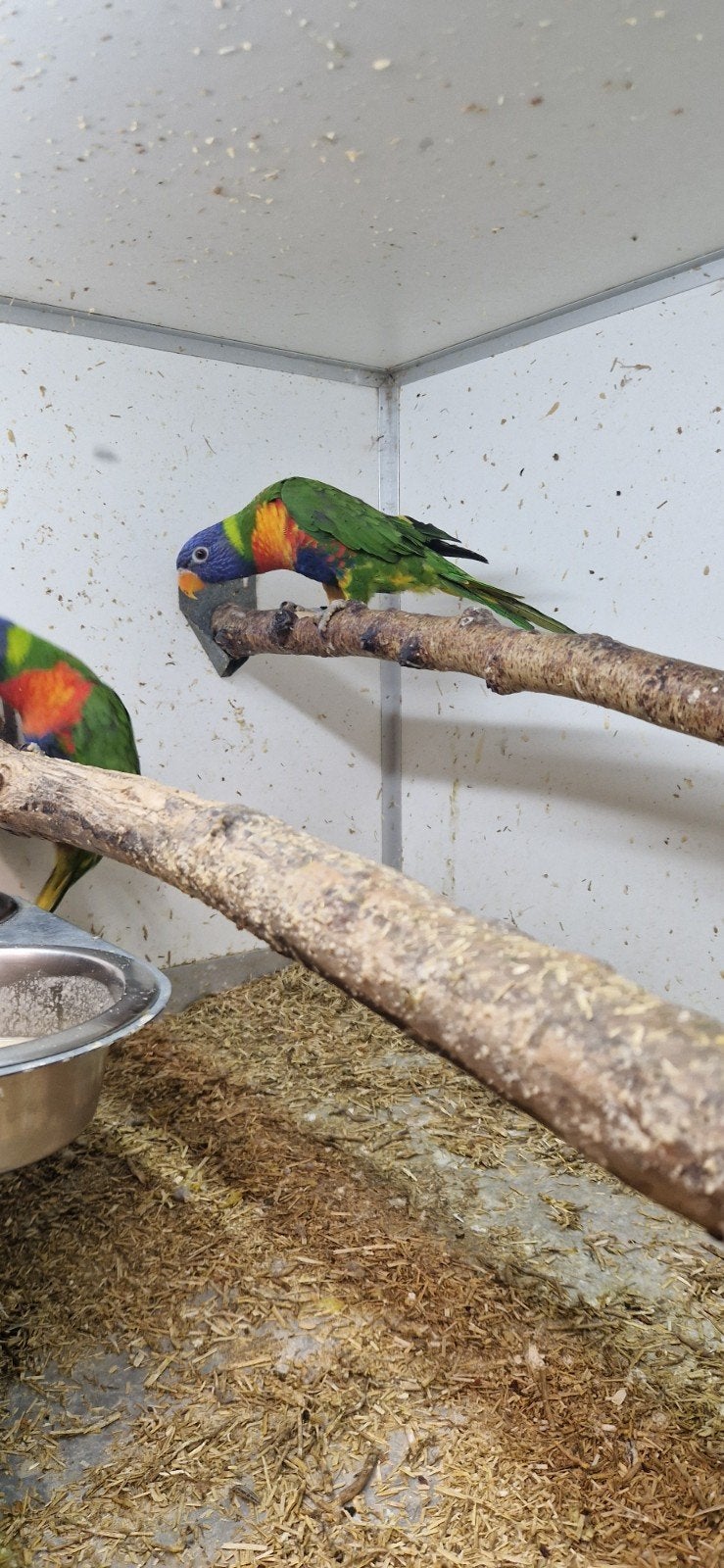 2 mooie poppen loris van de blauwe bergen, Animaux & Accessoires, Oiseaux | Perruches & Perroquets, Femelle, Perruche, Bagué