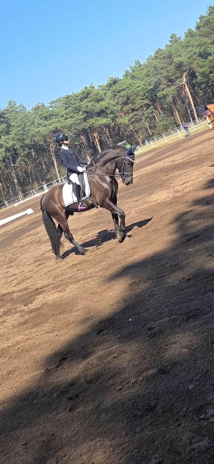 E pony, Dieren en Toebehoren, Ruin