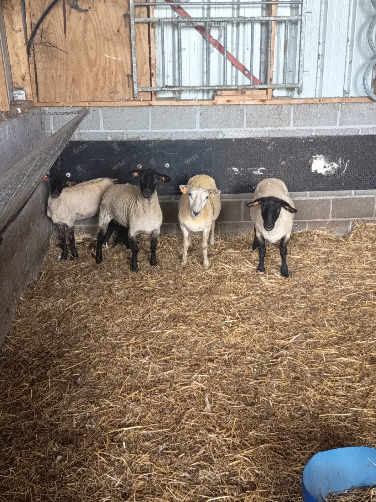 4 jaarling ooien, Dieren en Toebehoren, Schapen, Geiten en Varkens