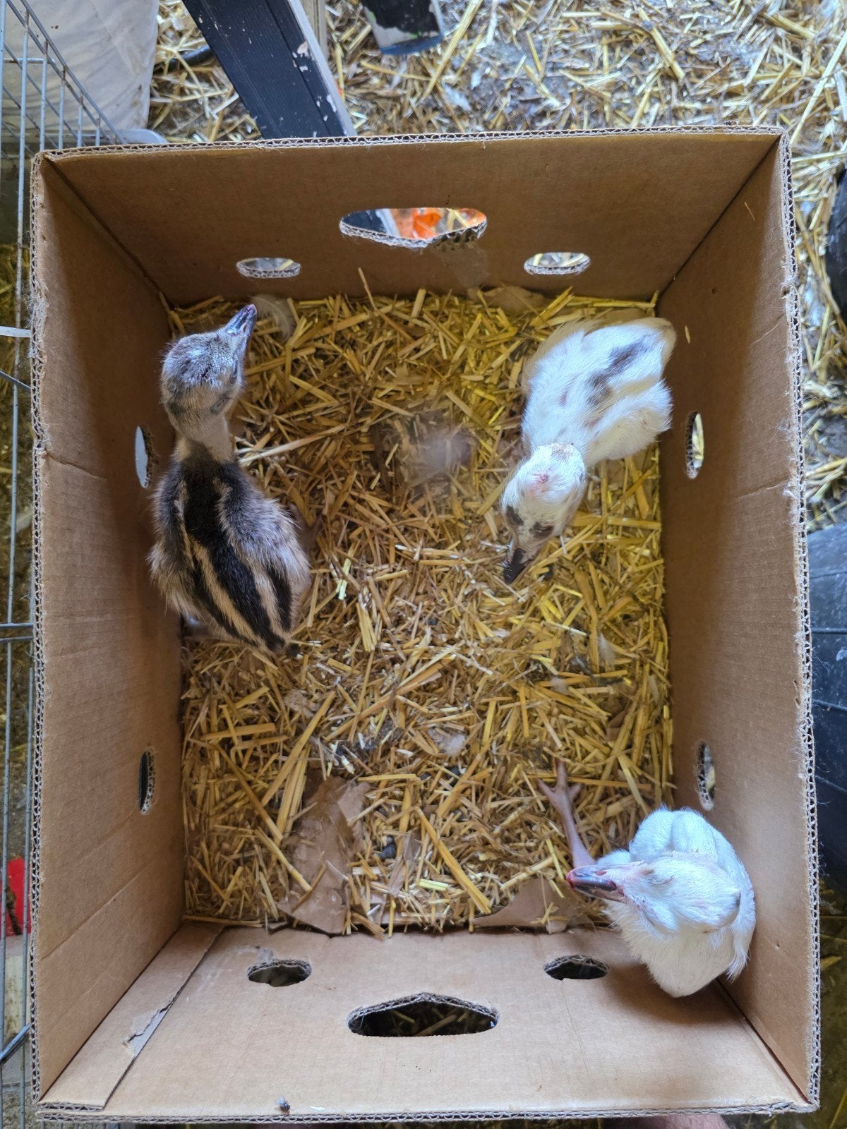 Nandoe kuikens, Dieren en Toebehoren, Pluimvee