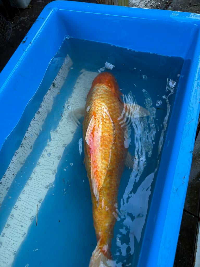 70 cm koi, Dieren en Toebehoren