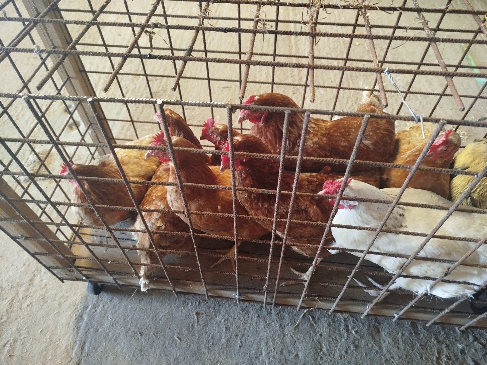 7 bruine legkippen te koop .40 euro, Dieren en Toebehoren