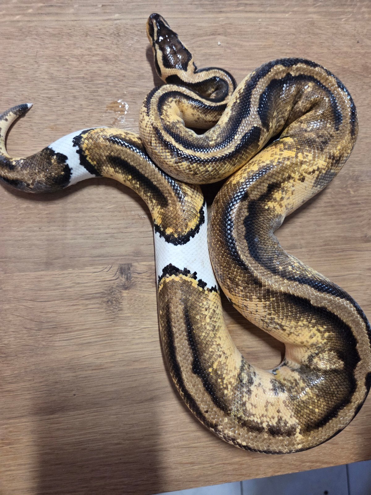 0.1 Pastel pied ball python Ball Python photo 2