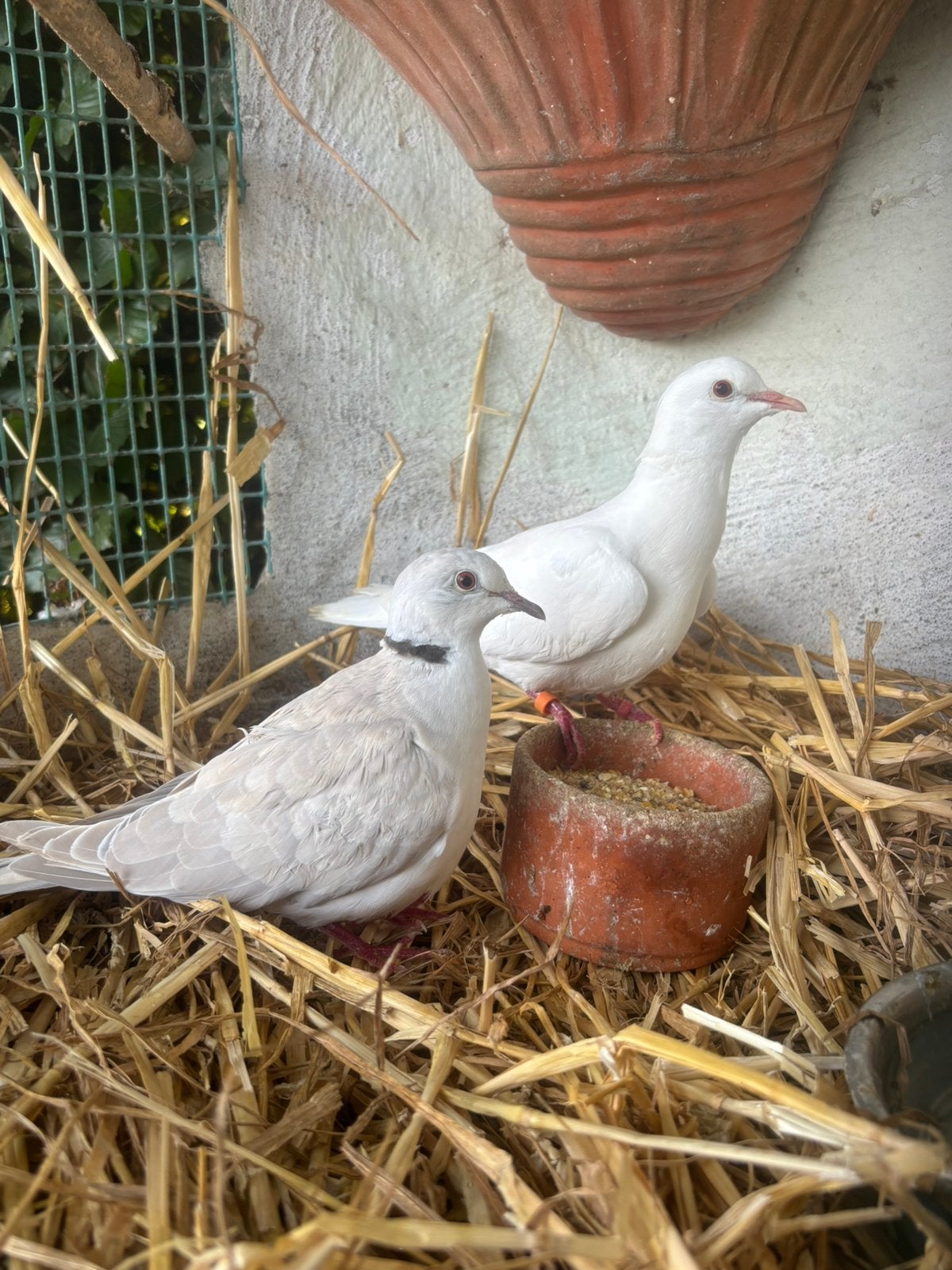 Kweekkoppel lachduiven, Dieren en Toebehoren, Tortelduif