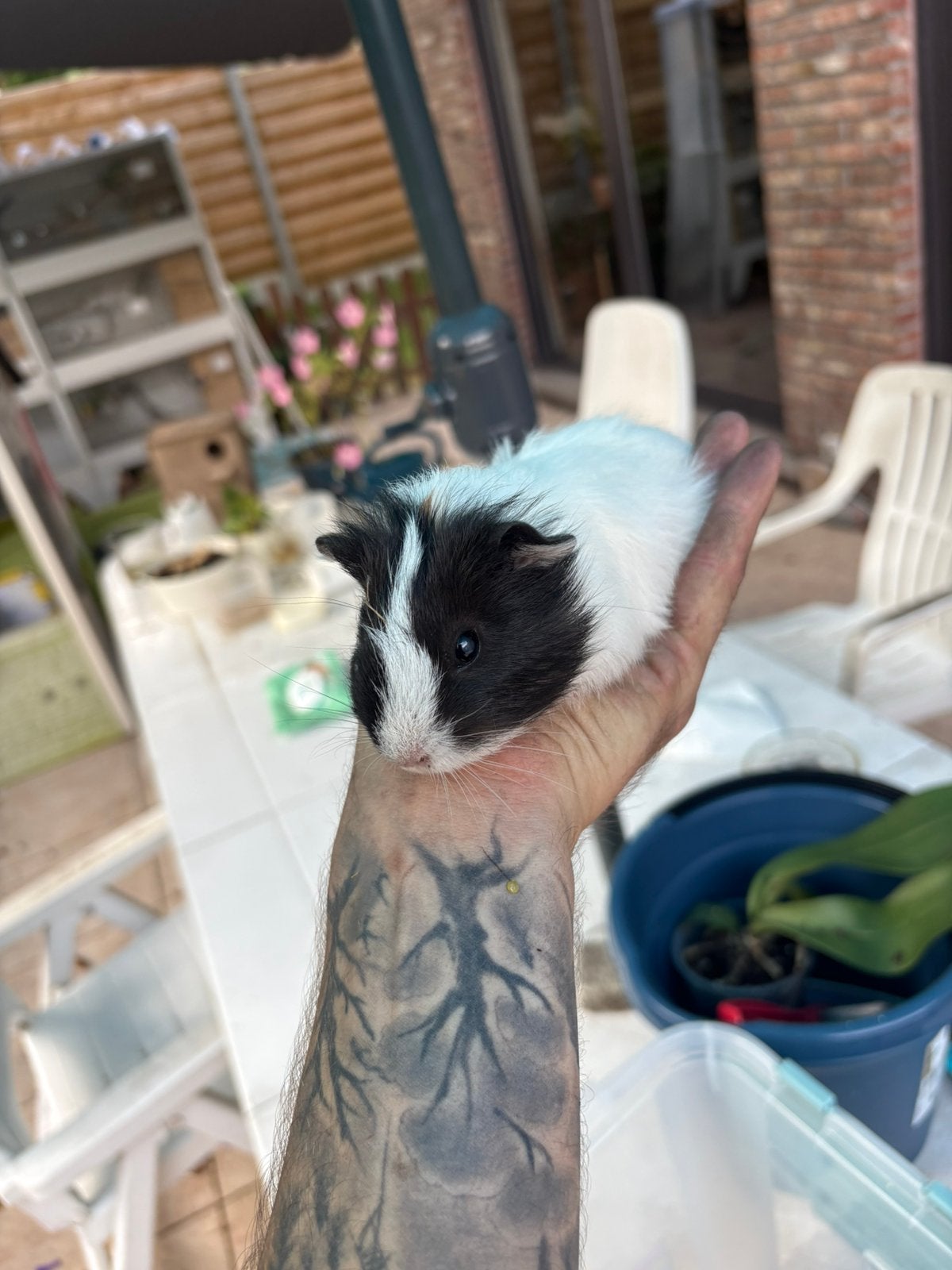 cavia jongen, Dieren en Toebehoren, Knaagdieren, Juli, Geslacht onbekend, Cavia