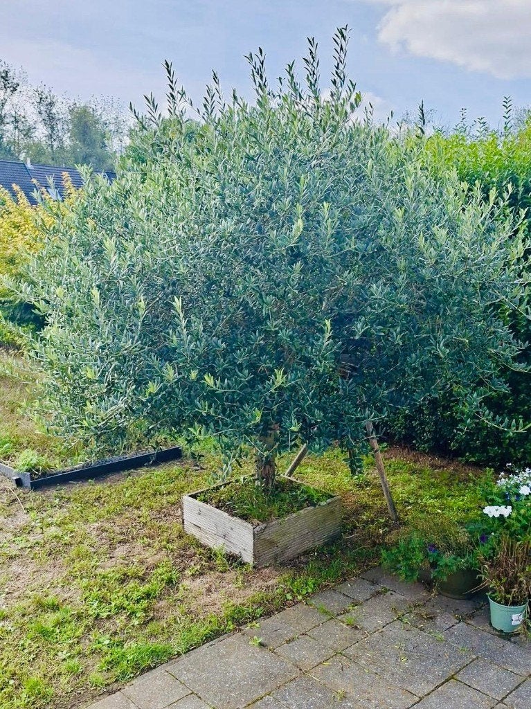 Mooie volwassen olijfboom 25 jaar – grote volle kruin, Enlèvement, Olivier